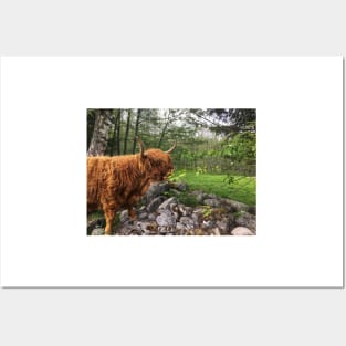 Scottish Highland Cattle Cow 2402 Posters and Art